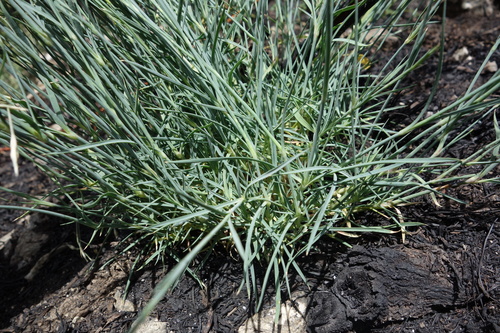 Dianthus pyrenaicus, photograph 3