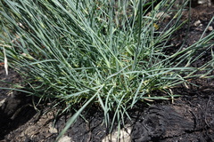 Dianthus pyrenaicus, photograph (c) Clément Maouche, some rights reserved (CC BY)
