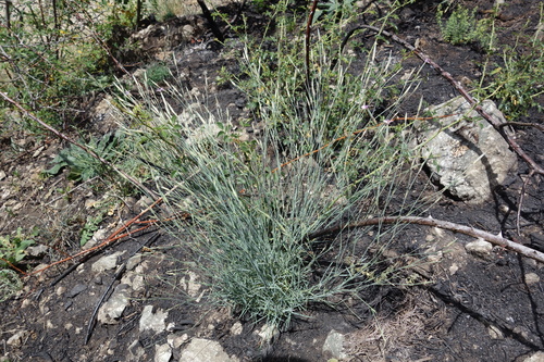 Dianthus pyrenaicus, photograph 5