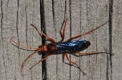 Hemipepsis tamisieri