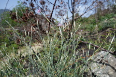 Dianthus pyrenaicus, photograph (c) Clément Maouche, some rights reserved (CC BY)