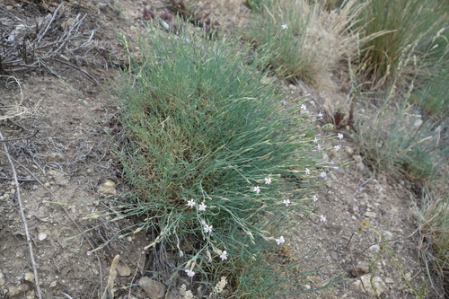 Dianthus pyrenaicus, photograph 4