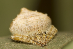 Eriovixia