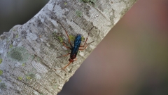 Hemipepsis tamisieri