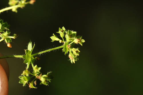 Alchemilla monticola, photograph 6