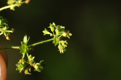 Alchemilla monticola, photograph (c) Вячеслав Юсупов, some rights reserved (CC BY)