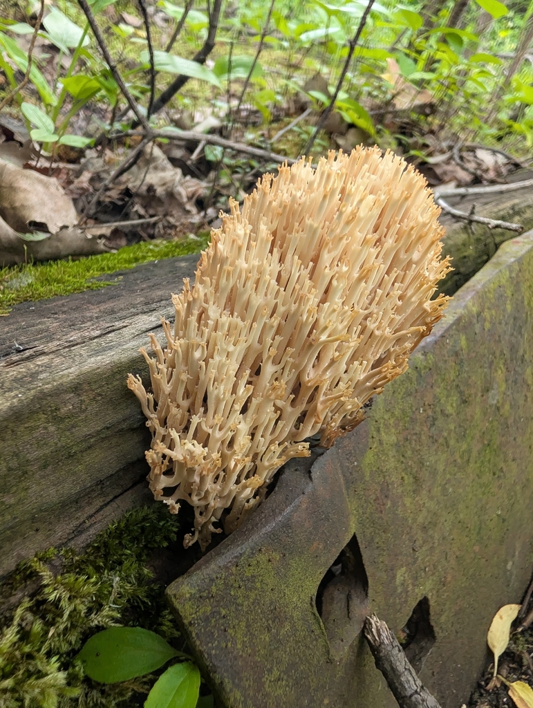 crown-tipped coral fungus · June 2026 · photo: Photo: no rights reserved · iNaturalist