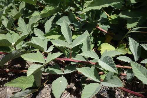 Rubus canescens, photograph 4