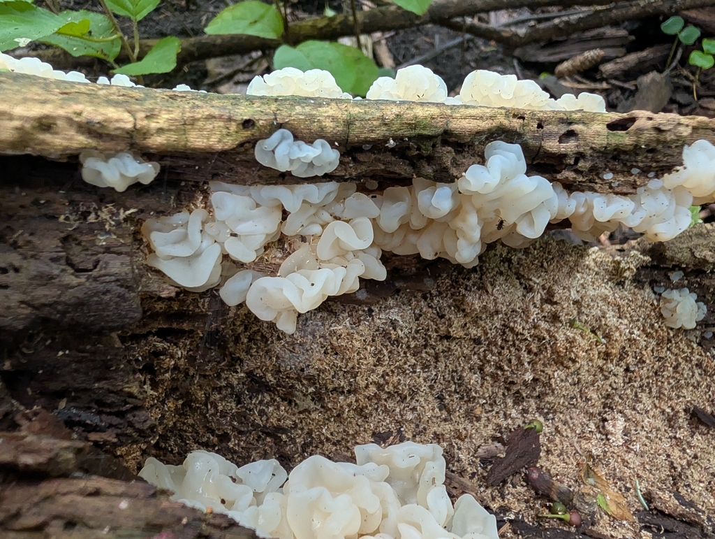 white jelly fungus