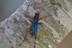 Hemipepsis tamisieri