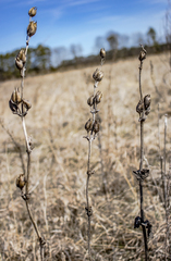 Penstemon grandiflorus