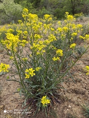 Erysimum crepidifolium