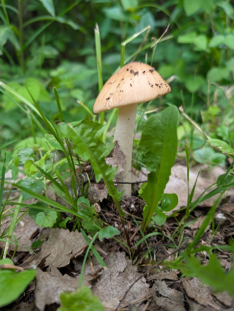 Poplar-loving Ringless Amanita · June 2026 · photo: Photo: no rights reserved · iNaturalist