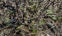 Penstemon grandiflorus