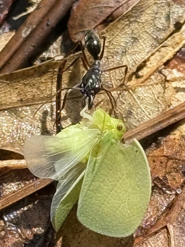 Two-spined Trap-jaw Ant
