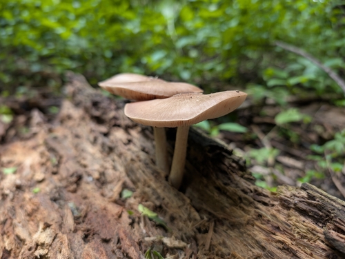 Deer Mushroom (Pluteus cervinus)