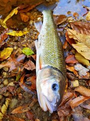 Semotilus corporalis