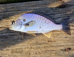 Leiostomus xanthurus