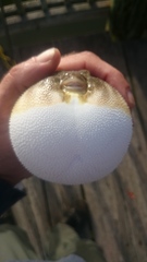 Sphoeroides maculatus