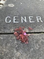 Geranium robertianum