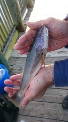 Menticirrhus americanus