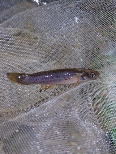 Fromm's rivulus (Cynodonichthys frommi) — Rivulidae — 2