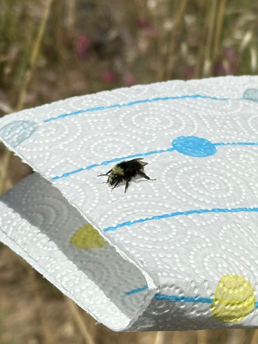 iNaturalist observation photo of Pyrobombus