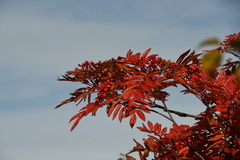 Sorbus sambucifolia