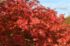 Sorbus sambucifolia
