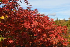 Sorbus sambucifolia