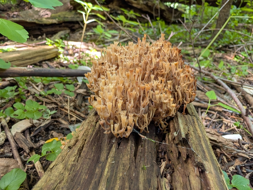 crown-tipped coral fungus · June 2026 · photo: Photo: no rights reserved · iNaturalist