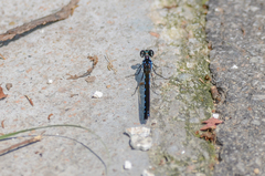 Heliocypha perforata