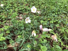 Anemonoides nikoensis