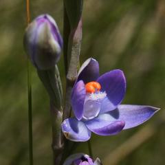 Thelymitra brevifolia