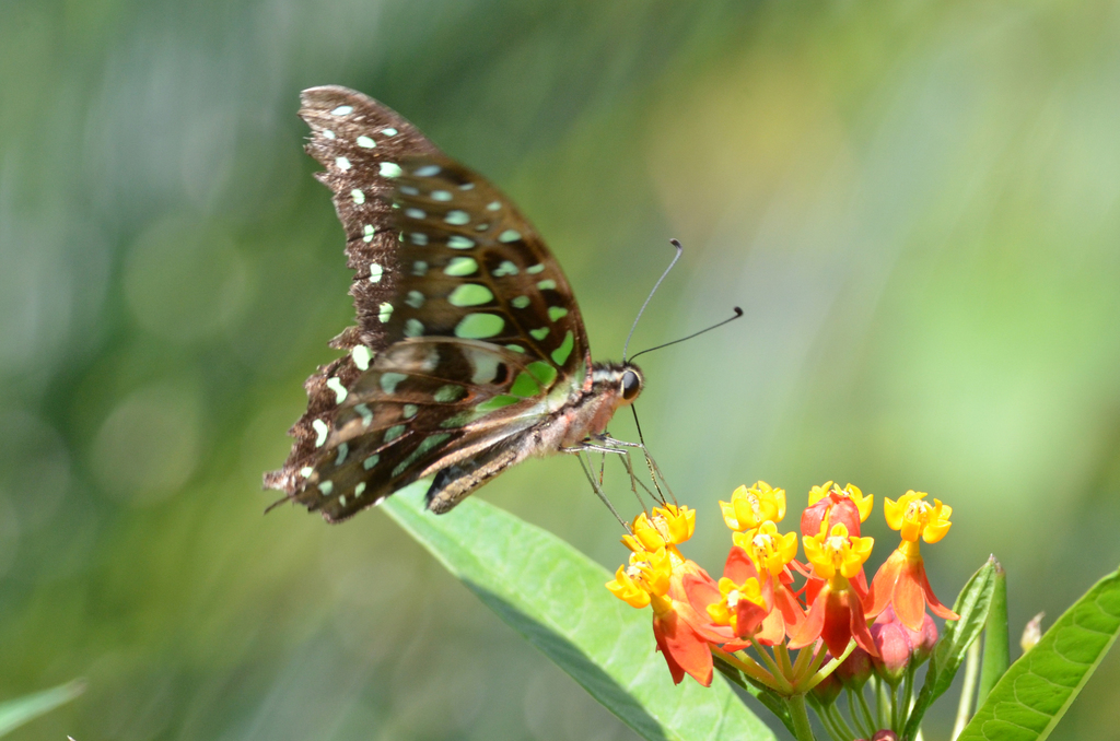 Subgenus Graphium