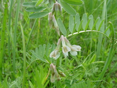 Vicia pannonica