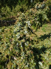 Juniperus communis