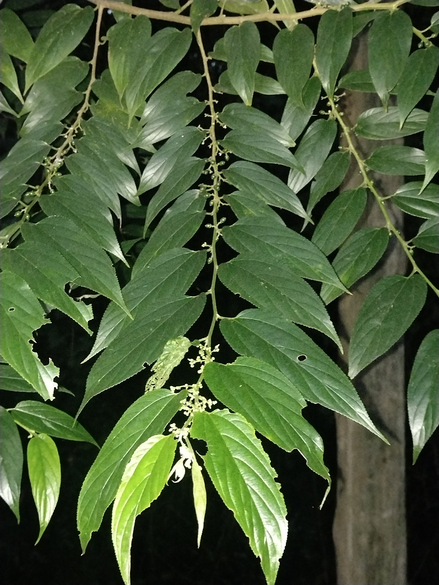 Trema micranthum