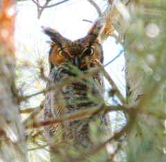 Bubo virginianus virginianus