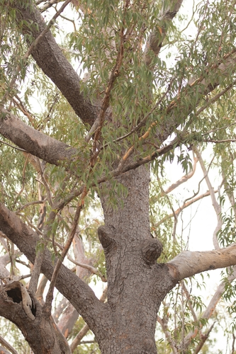 Eucalyptus cloeziana observed 2026-06-10