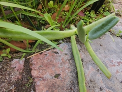 Cotyledon orbiculata dactylopsis