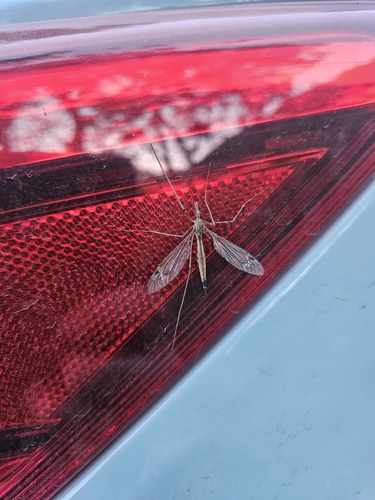 iNaturalist observation photo of Crane Flies