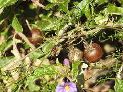 Solanum cinereum