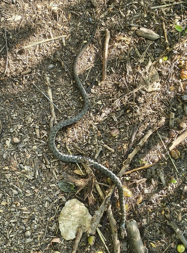 Tessellated Water Snake