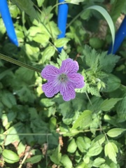Geranium × oxonianum