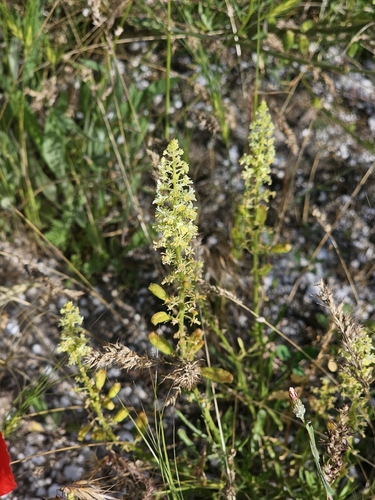 Wild Mignonette