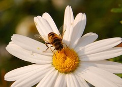 Eristalis cerealis