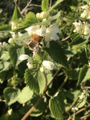 Bombus pascuorum