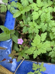 Geranium robertianum