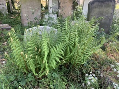Dryopteris